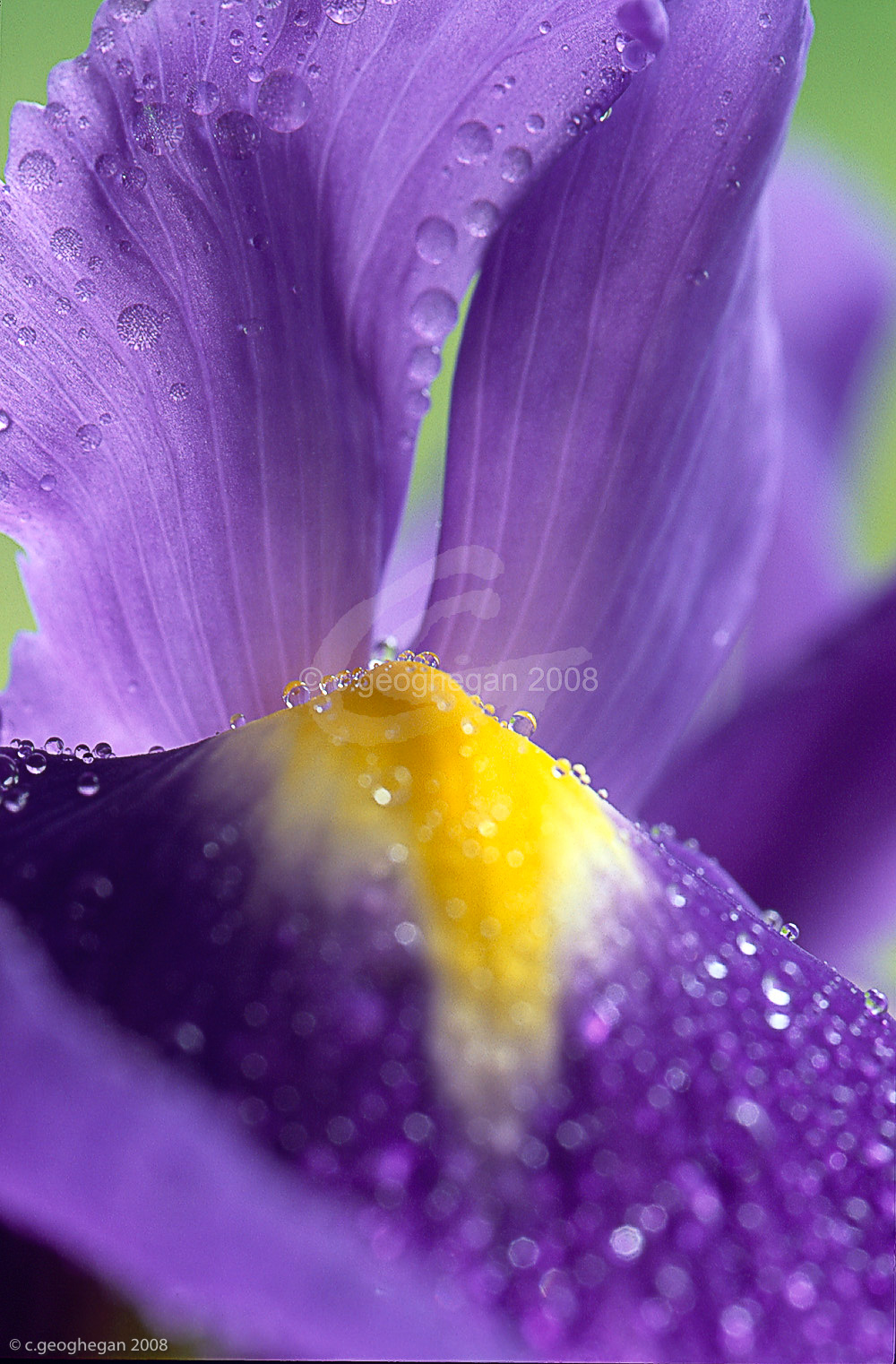 Iris Morning