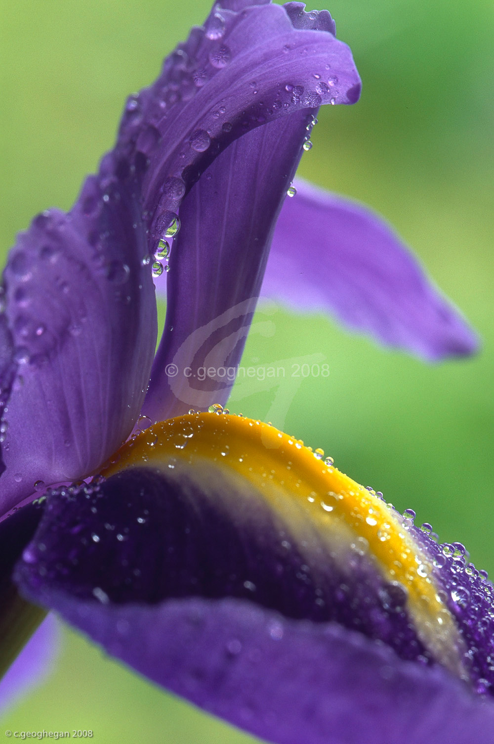 Wet Iris