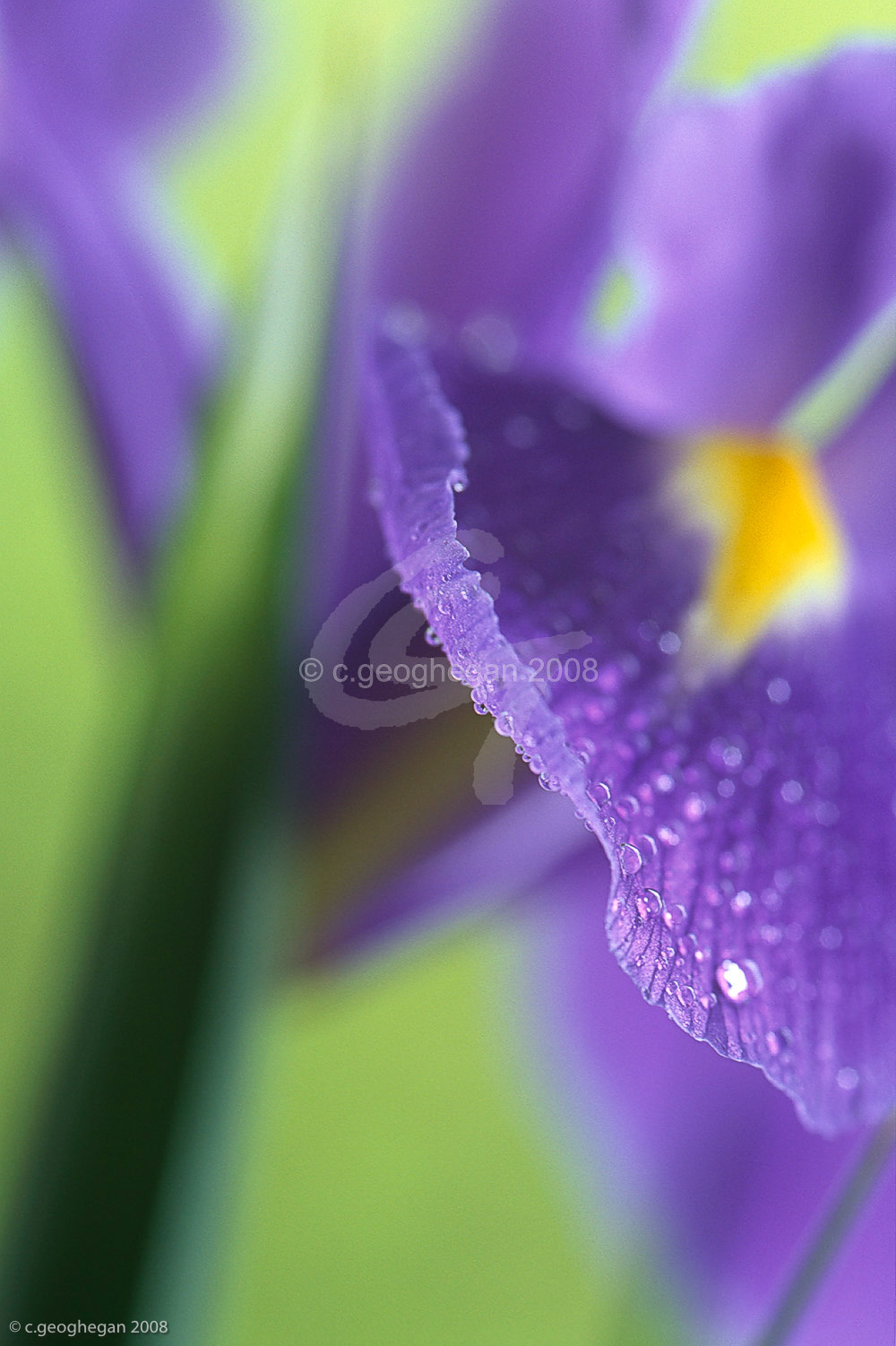 Wet Edge, Iris