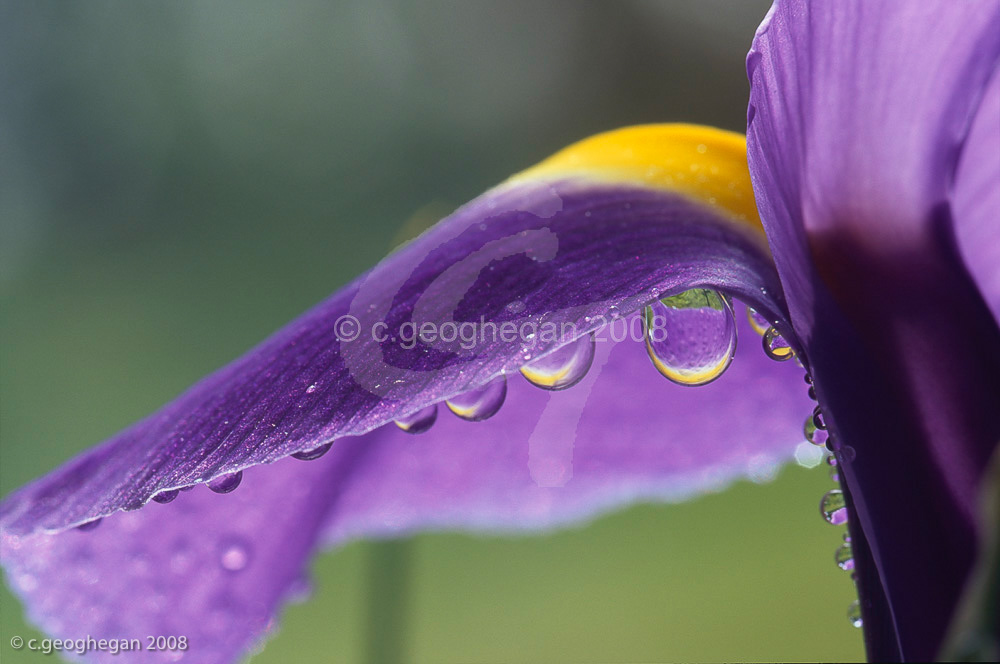 Iris Dew 