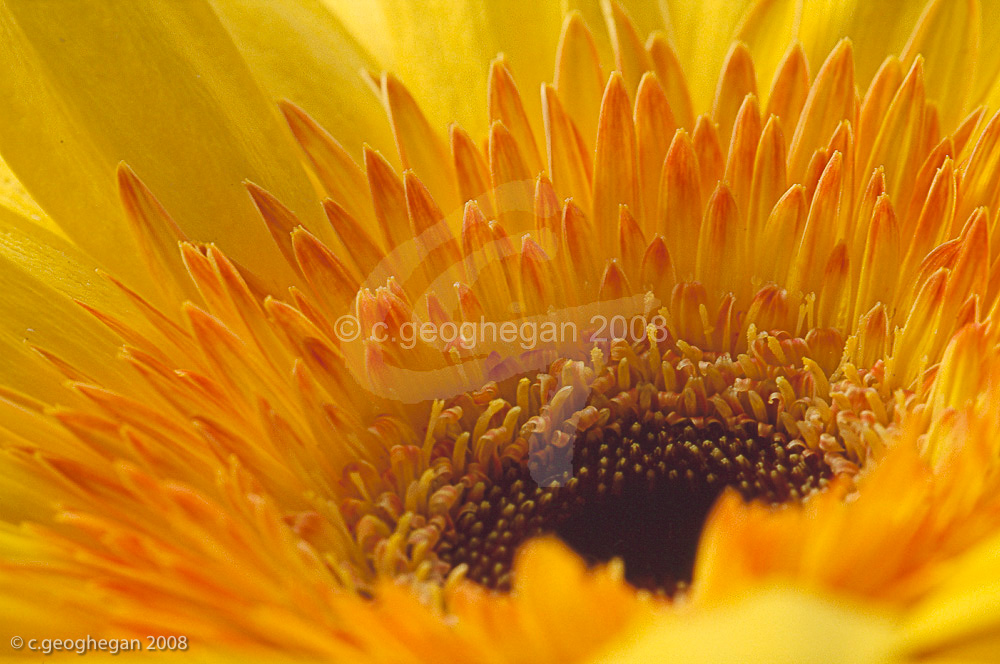 Gerbera Petals