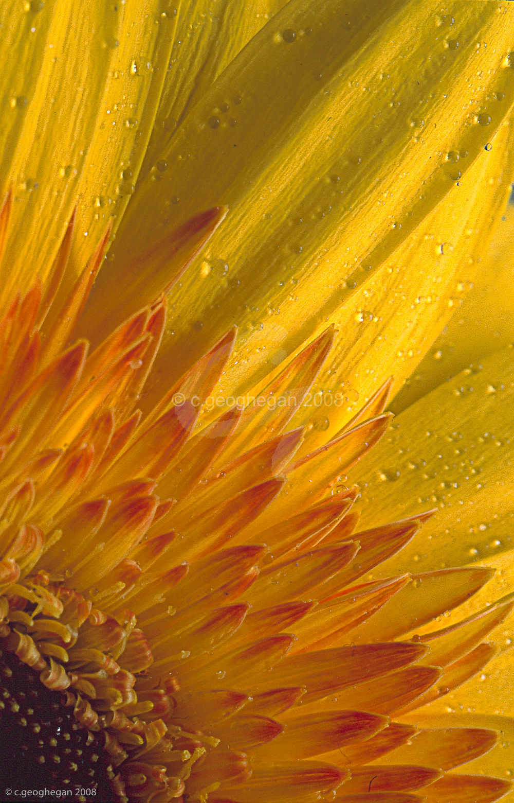 Yellow Gerbera