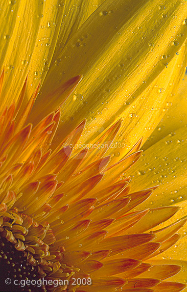 Yellow Gerbera