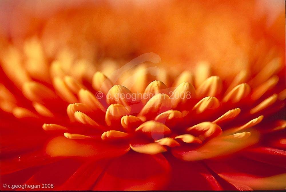 Out of the orange mist, gerbera petals