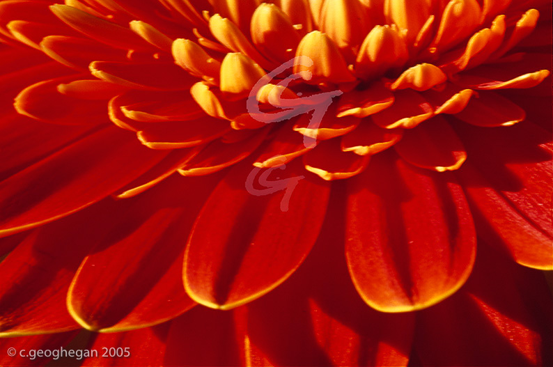 Red Gerbera Petals