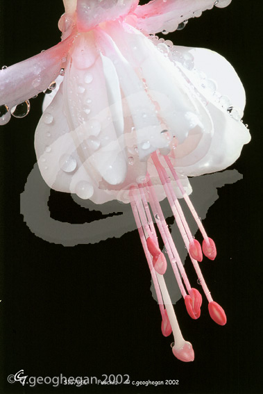 White Fuschia